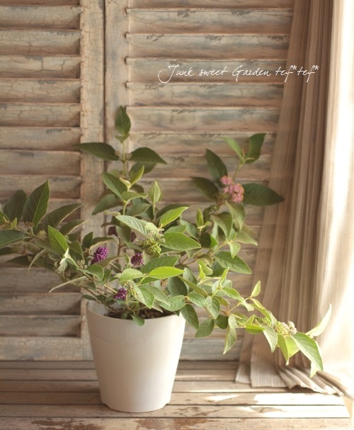 <i>Callicarpa japonica.</i><BR><BR>�ǿ��ʼ��饵�������֡���Ⱦ���-�ʥ��襷���襷-��