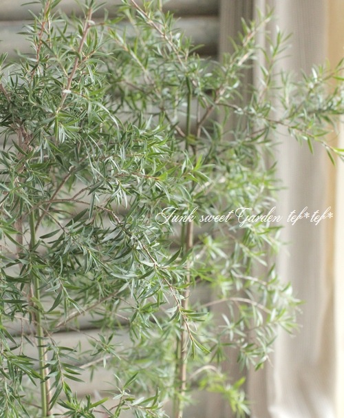 <i>Leptospermum scoparium</i><BR><BR>奦Х<BR>ץȥڥޥ<BR>إԥ󥭡