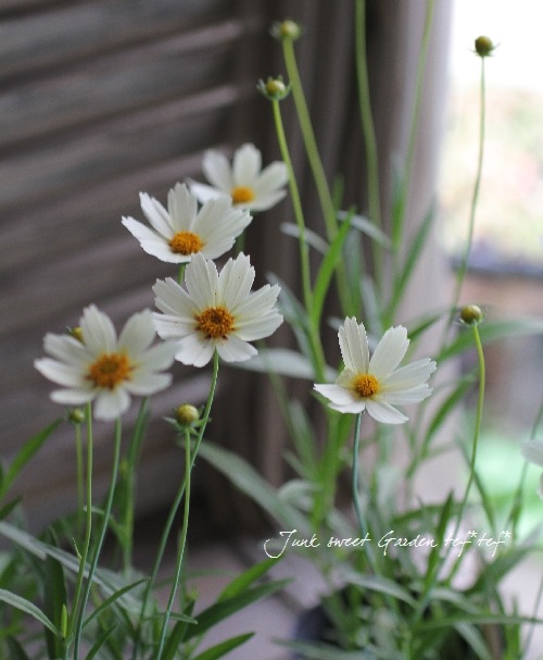 <i>Coreopsis</i><BR><BR>���إ��쥪�ץ���<BR>�إ��������饹������