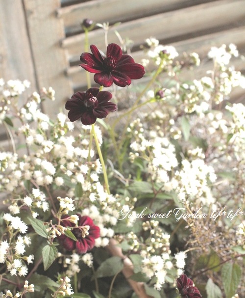 tef*tef*�󤻿���<BR>2015 * no94 *<BR><BR>���λޤ��