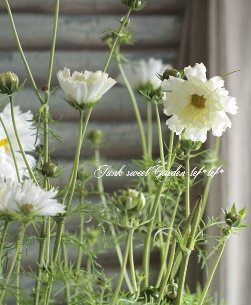 【完売御礼】【匿名配送】 2 苗 コスモス ダブルクリック スノーパフ 大きめ苗 八重咲きコスモス・ダブルクリック『スノーパフ』 | すべての商品