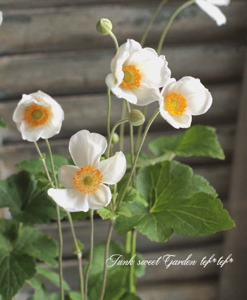 i>Anemone hupehensis</i><BR><BR>白花 秋明菊<BR>ジャパニーズ