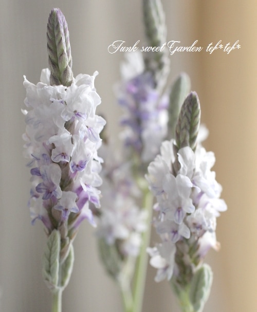 レースラベンダー 『エンジェルホワイト』 | すべての商品 | | Junk