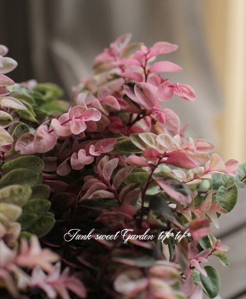 <i>Breynia disticha</i><BR><BR>տʡإ֥쥤˥<BR>̾襦女ХΥ<BR>ͼƤ