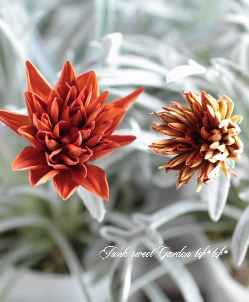 ɺȬź餭˥إ󥸥󥹥ѡ