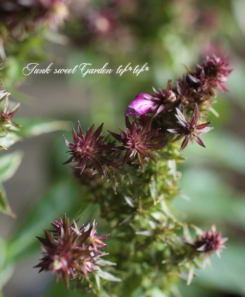 Stapelia paniculata ssp. paniculata 　激レア 楽天市場】【品種選択可能】スミレ 9cmポット苗 数量割引あり/山野草