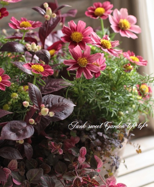 tef*tef*󤻿<BR>2015 * no99 *<BR><BR>⥹ƥ