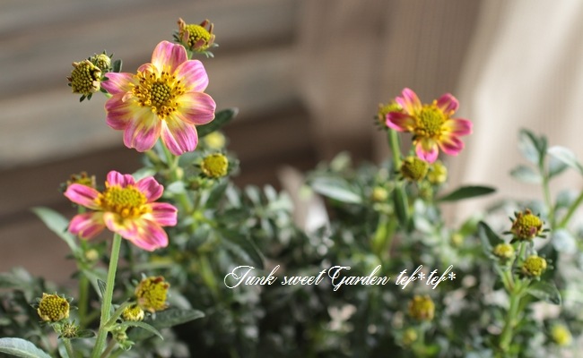 <i>Bidens laevis</i><BR><BR>󥿡⥹<BR> إԥ󥯥ϥˡ