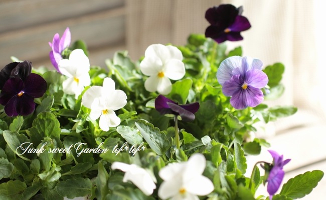 Ȭ���٥ӥ��顡�������ĥߥå������إ٥꡼�Υ�������������