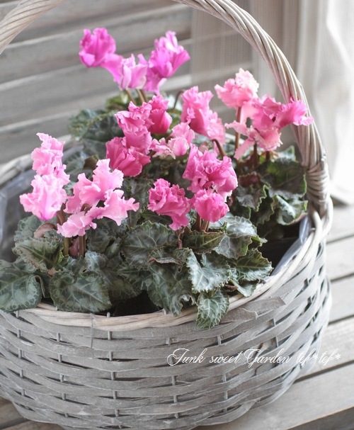 i>Cyclamen Peesicum</i><BR><BR>ガーデンミニシクラメン<BR