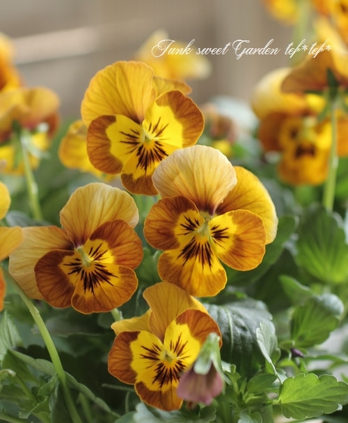 i>Viola×wittrockiana </i><BR><BR>SSセレクションビオラ<BR>ソルベ