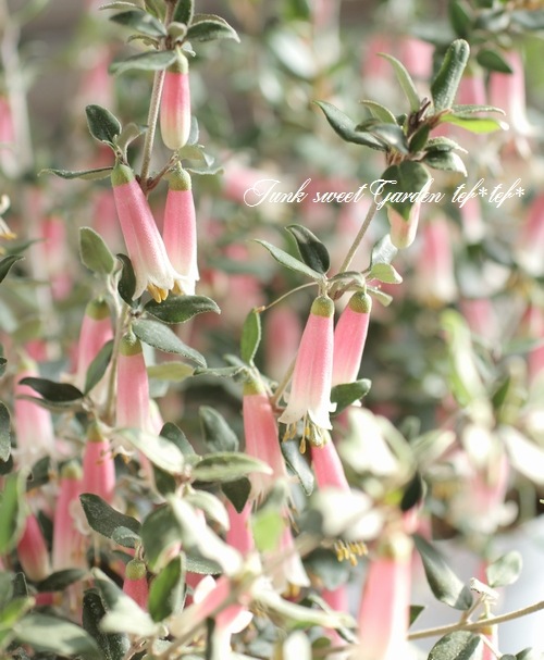 <i>Correa decumbens</i><BR><BR>�������Υ٥뷿�֡�<BR>�����쥢�����ꥹ�ޥ��٥�<BR>�إߥ������٥�ۥ磻�ȡ�