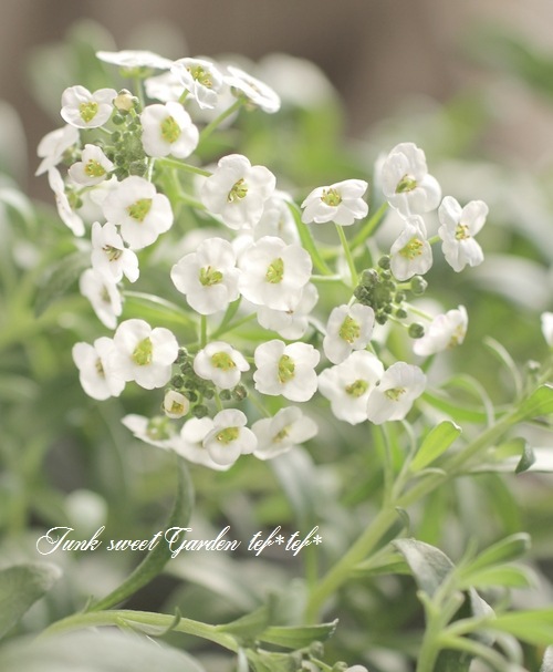 <i>Lobularia hybrid</i><BR><BR>���٥����ѡ�����å���<BR>�إ���С����ȥ꡼���