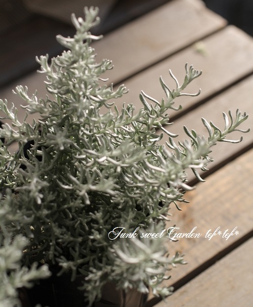 �إꥯ�ꥵ�� �إɥ�ա������ꥫ���