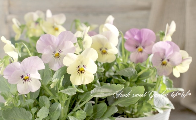 i>Viola×wittrockiana </i><BR><BR>SSセレクションビオラ<BR