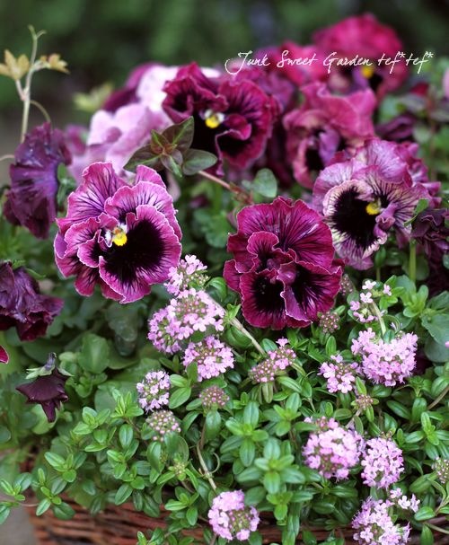 <i>Viola��wittrockiana</i><BR><BR�ե��ѥ󥸡�<BR>�եꥺ�륷����<BR>�إѥå����ե롼�ġ�