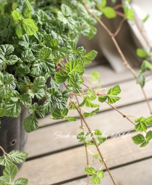 <i>rubus napaulensis'</i><BR><BR>դ<BR>֥إץݡ