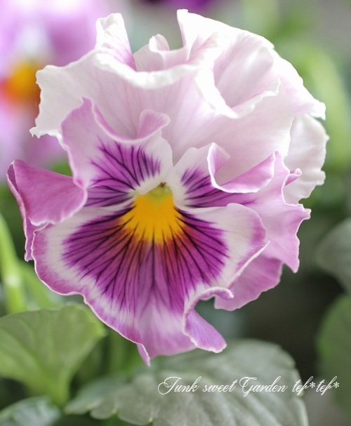 フリルパンジー フリフリ 『ラベンダー』 | すべての商品 | | Junk