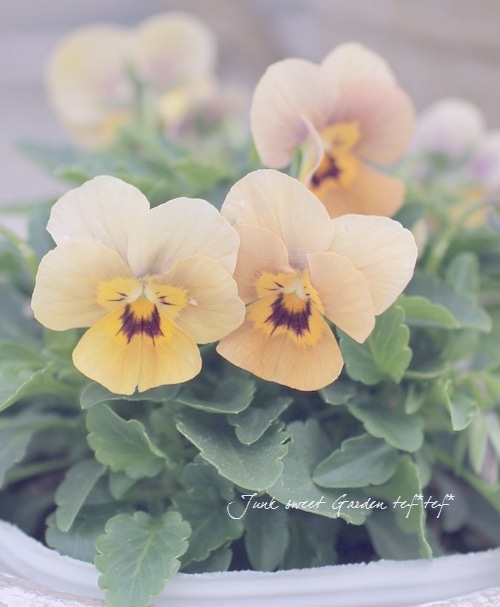 ビオラ　Viola i>Viola×wittrockiana </i><BR><BR>ビオラ ビビシリーズ<BR