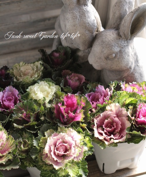 <i>Brassica</i><BR><BR>tef*tef*���̥֡�����Ω�ơ�<BR>�Ȥ���ա����饭���ղ�ð<BR>�ظ��ҡ��ե����ա�