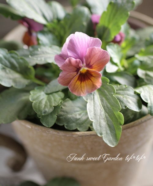 ね*し様 最終値下げ！ビオラ　チェコ1980年製Antonio Frosli ラ 楽天市場】花苗 春 冬 ビオラ ももか らべんだー 3.5号 2鉢セット【お