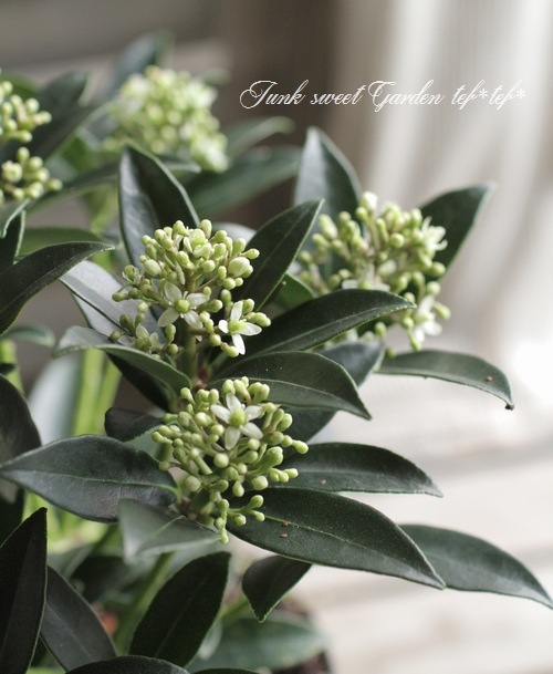 <i>Skimmia japonica</i><BR><BR>Ѵ<BR>ʼߥ<BR>إå 饤ǥ եåɡ