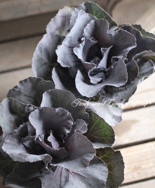 ֥餵󥪥ꥸʥղðإ˥ॷС