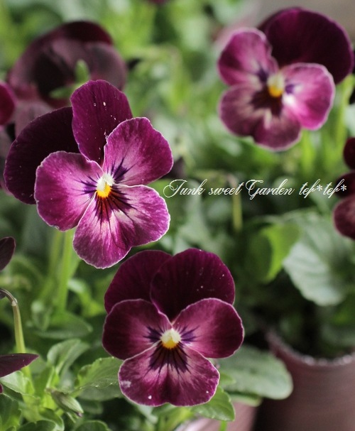 <i>Viola��wittrockiana </i><BR><BR>��⤫�ӥ���<BR>�ؤ襤���⤫��