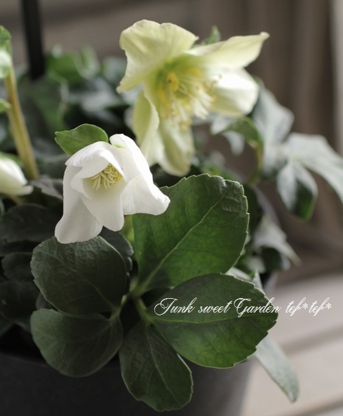 <i>Helleborus hybridus</i><BR><BR>���å��ʥ��ꥹ�ޥ�������<BR>�إ��票���