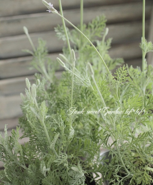 �졼����٥�����������Τ�������