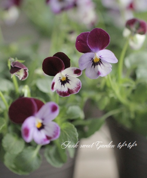 <i>Viola��wittrockiana </i><BR><BR>�ߤ�ȥӥ��顦�ѥ��ƥ륿����<BR>�ؾ�����ץ���