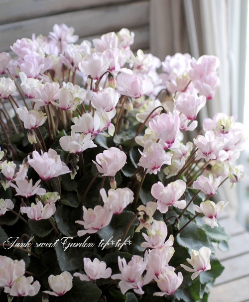 <i>Cyclamen persicum Mill</i><BR><BR>Ȭ�ź餭��������<BR>�褬���꡼��<BR>�إ��꡼��ƥ�����٥饤�ȥԥ�