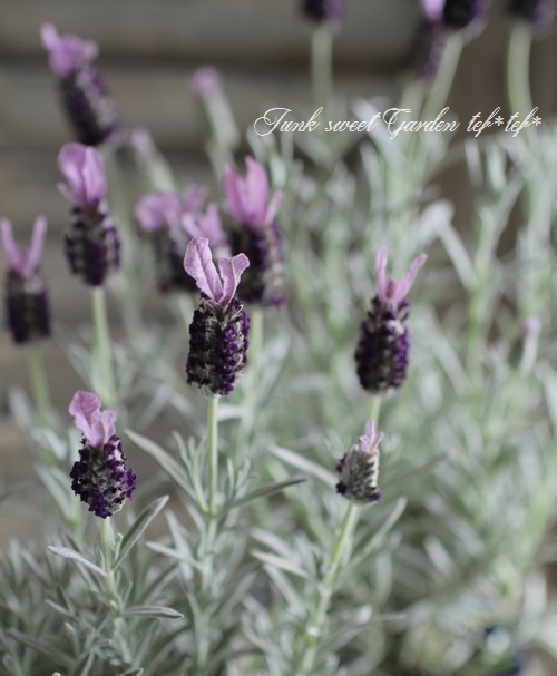 <i>Lavandula stoechas</i><BR><BR>�ץ���ʥ�٥����<BR>�إ���С����̡�����