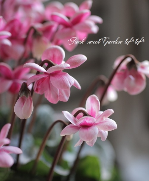 i>Cyclamen persicum Mill</i><BR><BR>八重咲きシクラメン<BR