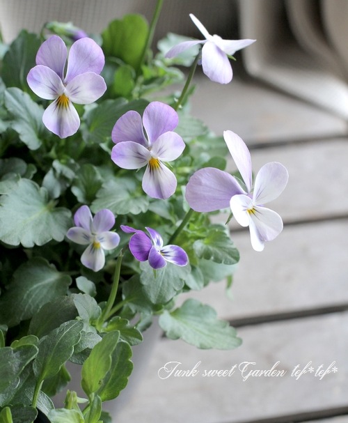 ���������Υ֥�������ӥ��顡��NOBUKO�����쥯�����١���ӥåȷ�