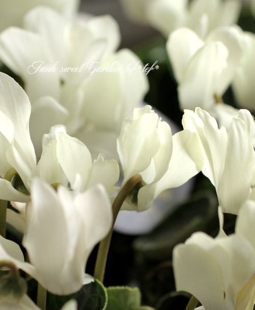 ガーデンミニ・シクラメン 『マイクロ・ゴールデンボーイ』 | すべての