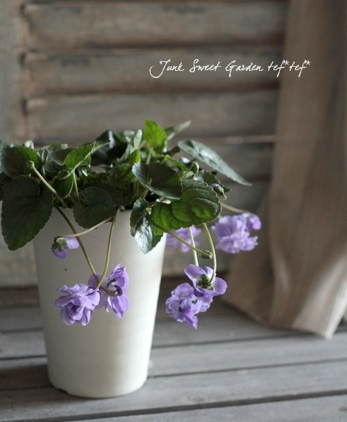 i>Viola odorata</i><BR><BR>八重咲きパルマスミレ<BR>ニオイスミレ