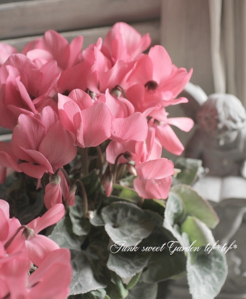 i>Cyclamen persicum</i><BR><BR>アンティークカラー<BR>シクラメン<BR