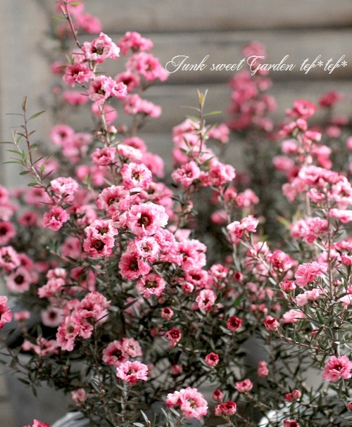 Ȭ�ź餭�����奦�Х� �إ��֥�ԥ󥯡� �����˶������в���