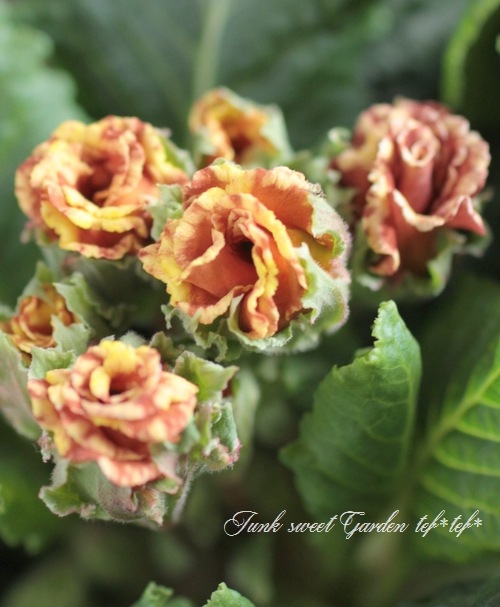<i>Primula juriana hybrid</i><BR><BR>�ץ��顦����ꥢ��<BR> �إ�������