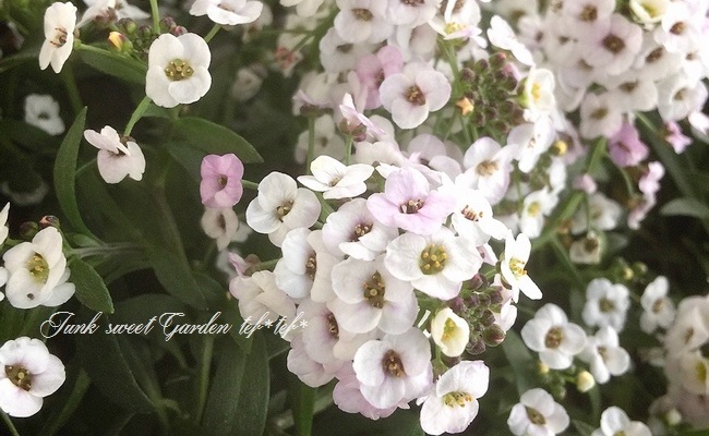 lycee アリシア・ハート　sp Amazon | ダンジョントラベラーズ2 王立図書館とマモノの封印 アリシア