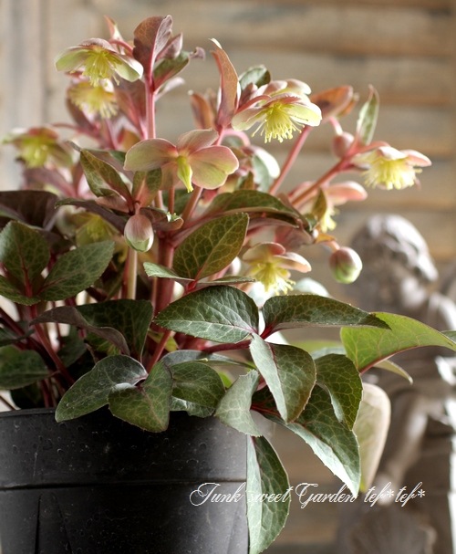 エリザベスくみこ♈️ 885 【チビチビスレンダー】クリスマスローズ クリスマスローズ 苗 シングルピコティ 実生苗 9cm 実生 冬