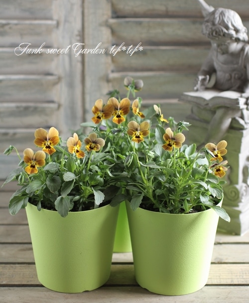 i>Viola×wittrockiana </i><BR><BR>ゲブラさんのオリジナルビオラ<BR