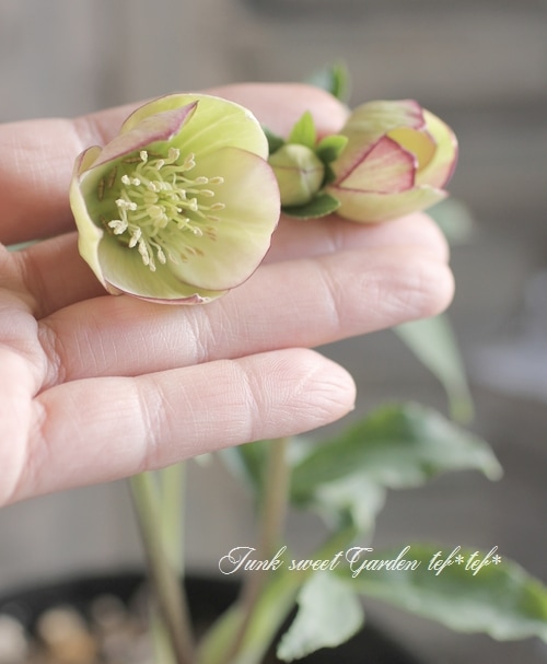 ✱RIKO✱　クリスマスローズ ✱RIKO✱ クリスマスローズ 1F|入荷商品ピックアップ(ｸﾘｽﾏｽﾛｰｽﾞ