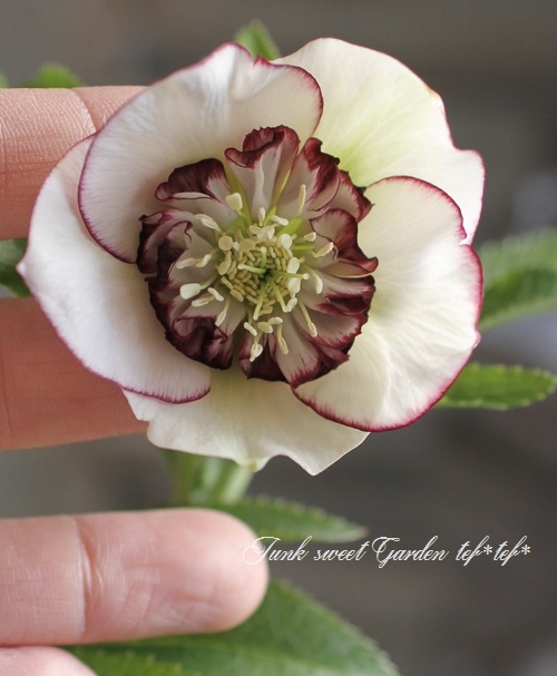 り*う様 クリスマスローズ　株分け苗　ダブルセミダブル　パパピエノワールドゥ　花 大和園・佐藤さん作出<BR>クリスマスローズ・開花株！5号鉢<BR