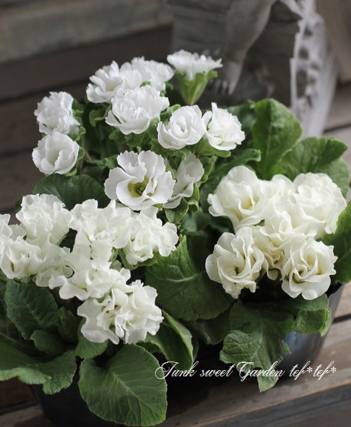 <i>Primula</i><BR><BR>ץ ꥢ<BR>餭ץ<BR>إѥ졼ɡ