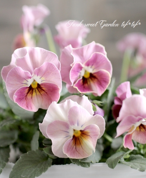 i>Viola×wittrockiana </i><BR>I's selection<BR>ふんわりびおら<BR