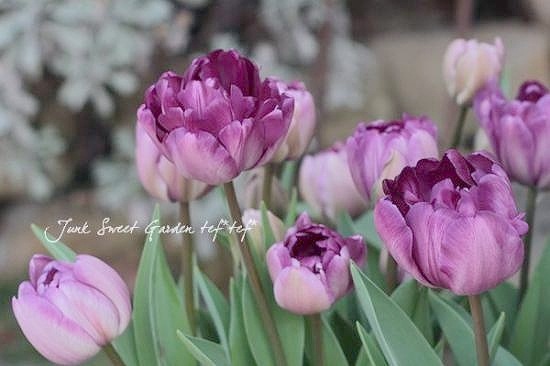 冷蔵チューリップ 大人色！八重咲き 『ブルーダイヤモンド』 | すべて