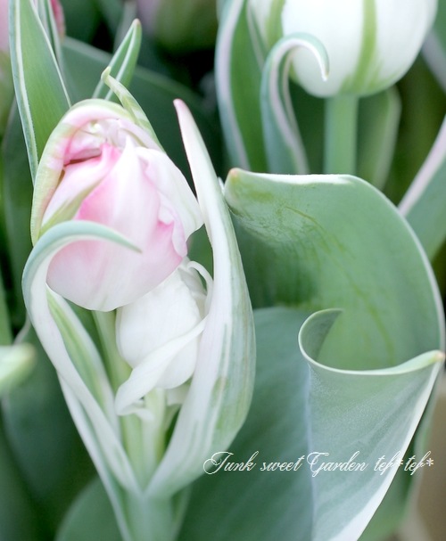 冷蔵処理で花持ち抜群！斑入り！八重！チューリップ 『フラッシュ