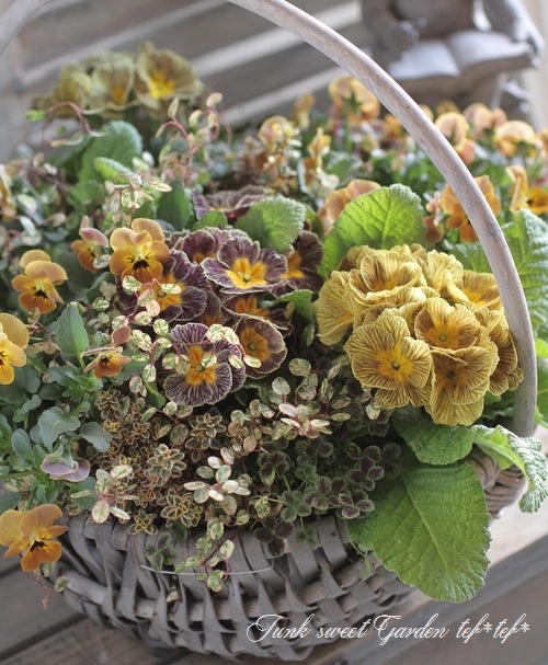 tef*tef*寄せ植え<BR>2016 * no.23 *<BR><BR>『ブラウン×ディスカバ